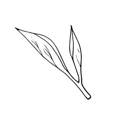 Black tea leaf. Hand drawn illustration in doodle style. Tea leaves branch isolated on white.
