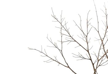 Fototapeta premium Delicate, bare branches isolated against a pure white backdrop, plant, branches