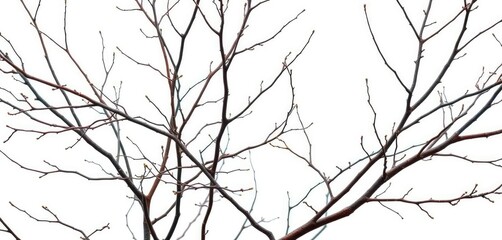 Fototapeta premium Delicate, intertwined bare branches isolated against a pure white backdrop, organic, texture