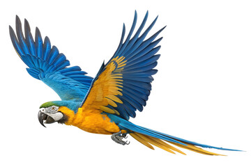 Illustrated Flying Colorful Macaw isolated on transparent background PNG Flight of the Colorful parrot