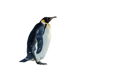 Fototapeta premium Penguin isolated on transparent background PNG 