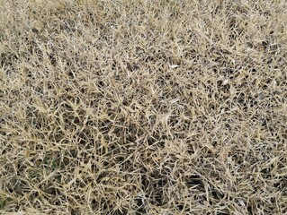 Close up of dry grass that has turned yellow in the dry season 