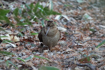 Eurasian woodcock (Scolopax rusticola) is a medium-small wading bird found in temperate and subarctic Eurasia. This photo was taken in Japan.