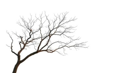 Obraz premium Lone deciduous tree, stark branches against pure white, seasonal, nature