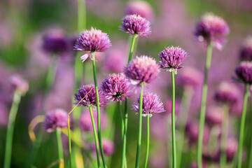 Blooming plant Allium