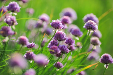 Blooming plant Allium