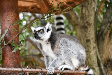 ワオキツネザル