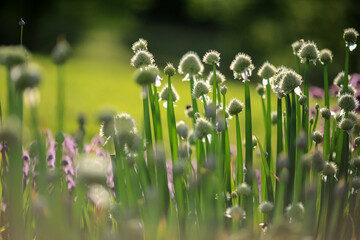 Blooming plant Allium