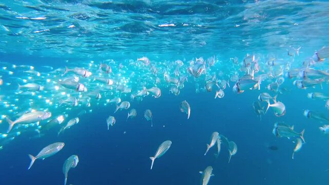Striped mackerel - Rastrelliger kanagurta shoal swimming with open mouths, filtering for zooplankton the clear waters of the Maldives, showcasing their striped bodies and dynamic movement underwater.