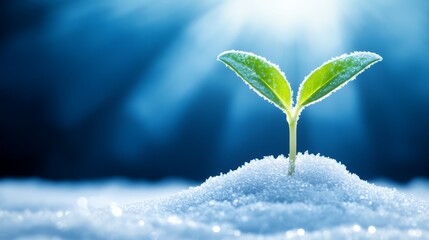 A small sprout pushing its way through the snowy surface, a symbol of persistence and the arrival of new life. The snow sparkles brightly in the sunlight