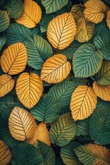 Fototapeta premium Vivid Green and Yellow Elliptic Leaves, Natural Sunlight, High Contrast Nature Photography