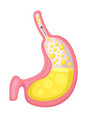 A detailed representation of the human stomach anatomy along with the depiction of digestive fluids
