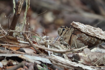Eurasian woodcock (Scolopax rusticola) is a medium-small wading bird found in temperate and subarctic Eurasia. This photo was taken in Japan.