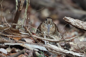 Fototapeta premium Eurasian woodcock (Scolopax rusticola) is a medium-small wading bird found in temperate and subarctic Eurasia. This photo was taken in Japan.