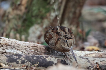 Eurasian woodcock (Scolopax rusticola) is a medium-small wading bird found in temperate and subarctic Eurasia. This photo was taken in Japan.