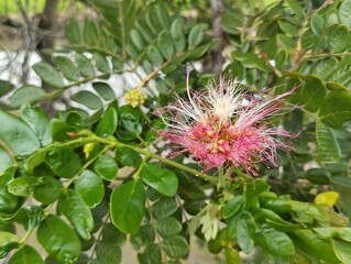 Monkey pod tree flower (Samanea saman) in outdoor garden