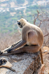 A thoughtful gray langur monkey sits overlooking the Indian mountains.