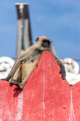 Indian Gray langur sitting on the roof of Savitri Mata Temple, Pushkar, Rajasthan, India, 24 Jan 2024