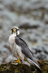 Lanner Falcon (Falco biarmicus) feeding on a rodent. Bale Mountains National Park. Ethiopia.