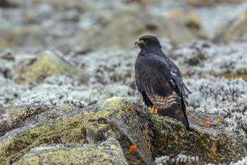 Fototapeta premium Augur buzzard (Buteo augur) melanistic form. Bale Mountains National Park. Ethiopia.