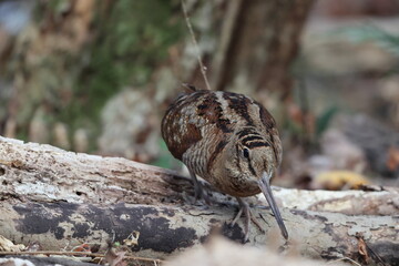 Eurasian woodcock (Scolopax rusticola) is a medium-small wading bird found in temperate and subarctic Eurasia. This photo was taken in Japan.