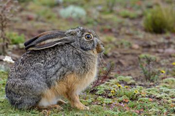 Starck's Hare (Lepus starcki). Bale Mountains National Park. Ethiopia.