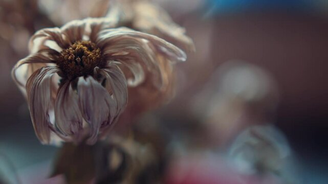 Dead Flower Close Up 4K Stock Footage