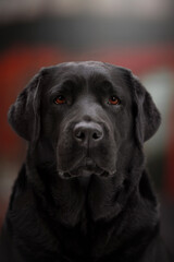 young black labrador retriever dog outdoor portrait in front of red office buildings