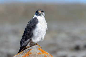 Augur buzzard (Buteo augur) perched on a rock on the Sanetti Plateau. Bale Mountains National Park....