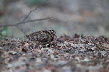 Eurasian woodcock (Scolopax rusticola) is a medium-small wading bird found in temperate and subarctic Eurasia. This photo was taken in Japan.