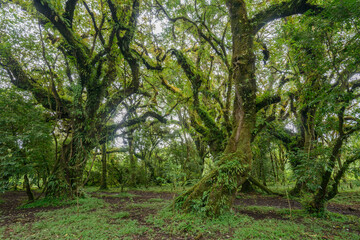 Harenna forest interior on the Harenna (or Herenna) Escarpment. Bale Mountains National Park. Ethiopia.
