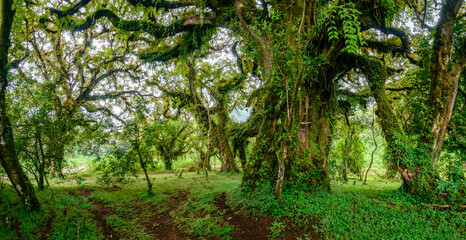 Harenna forest interior on the Harenna (or Herenna) Escarpment. Bale Mountains National Park. Ethiopia.
