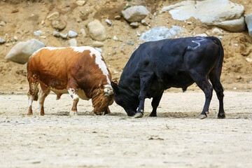 Image of bulls fighting on a dirt field.