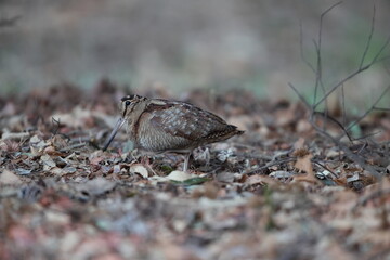 Eurasian woodcock (Scolopax rusticola) is a medium-small wading bird found in temperate and subarctic Eurasia. This photo was taken in Japan.