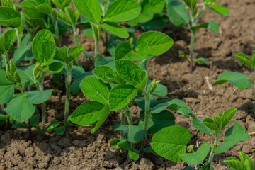 Healthy green soybean plants thriving in rich soil on a sunny day, representing growth and agricultural practices in a rural setting