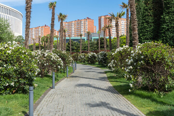Bushes of flowering rhododendron are located in Krasnodar or Galician public landscape city park....