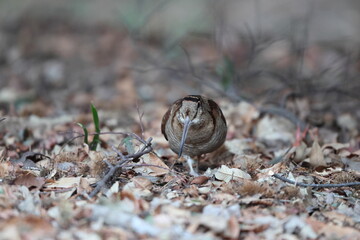 Eurasian woodcock (Scolopax rusticola) is a medium-small wading bird found in temperate and subarctic Eurasia. This photo was taken in Japan.