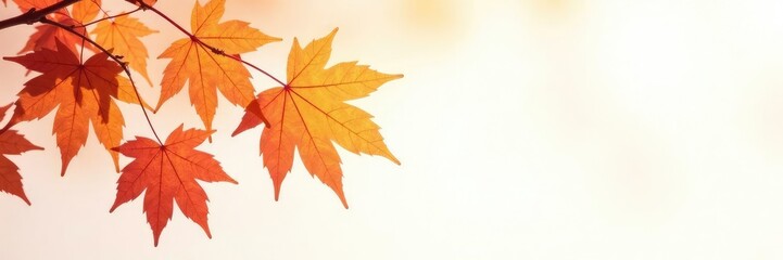 Obraz premium Simple maple branches with leaves isolated on white, foliage, nature