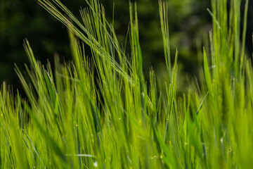 Lush green grass sways gently in the breeze during a sunny afternoon in a serene outdoor setting
