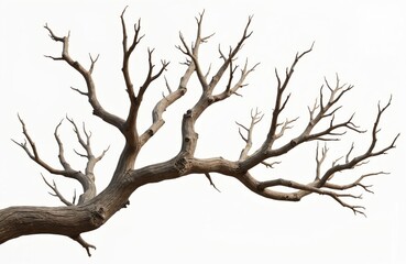 Isolated dead tree branch on transparent background. Leafless dry die tree crown stem. Old wooden environment trunk with bark texture. Tall bare fall ecology concept, PNG file.
