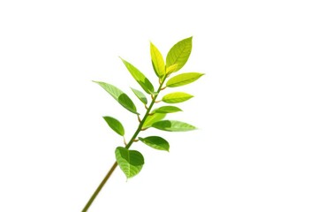 Fototapeta premium Single vibrant green plant, isolated on pure white, studio shot, flower