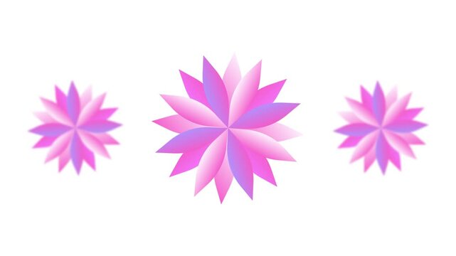 Abstract pink flower vector looped rotation animation with white background