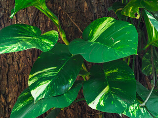 Close-up of leaf texture for environmental background