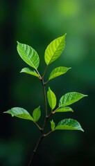 Fototapeta premium A few branches with different types of leaves attached to them, foliage, branches, leaves