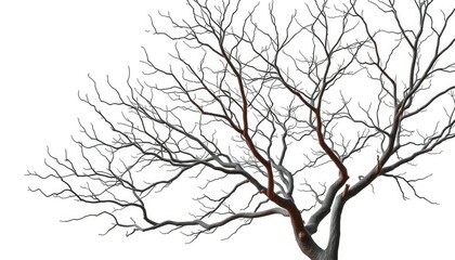 Fototapeta premium Bare, intricately branched tree limbs isolated on pure white, stock photo, abstract