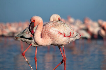 A stunning view of pink flamingos standing gracefully by a calm lake under a bright blue sky. Perfect for nature, wildlife, and travel projects, showcasing the beauty of exotic birds