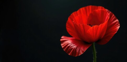 Dark red poppy petals unfolding on black stem, nature, black flowers, isolated