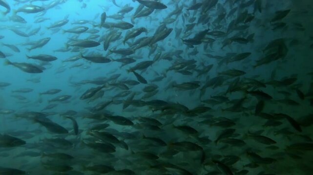 A large school of young Cod fish feeds in a coastal tank swimming in blue water at spawning run, in shadow of underwater rock, Slow motion
