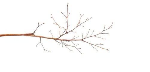 Fototapeta premium Delicate, bare branches isolated against a pure white backdrop, winter, abstract