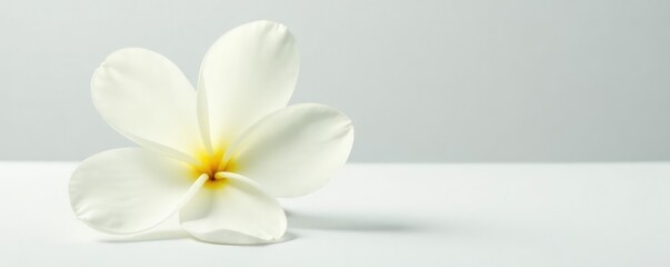 delicate white flower isolated on a clean surface, white background, petals